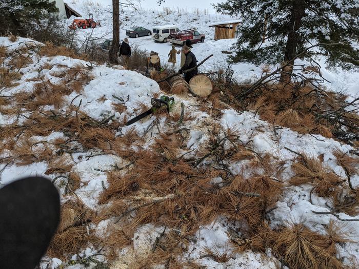 All of us out in the crisp AM air cleaning and bucking the big pine downed yesterday. Odd both of these trees apparently succumbed to a type of mold/infection. 