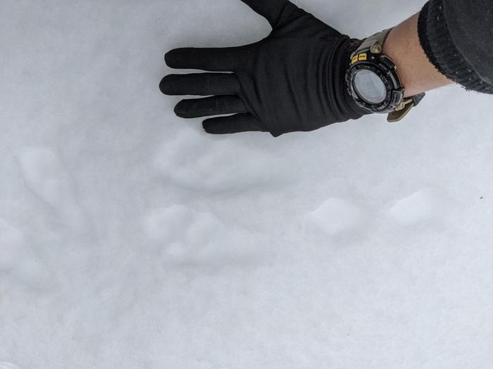 Daniel and I out on the lab this afternoon looking for project materials for tomorrow's half holiday and noticed these tracks. I know rabbit track patterns but these are too big to believe. Maybe it's hunting bobcats. 