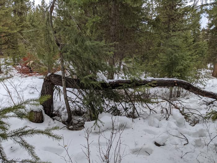 The snow is still almost a foot deep In forest areas - it makes for a dynamic cardio workout gathering firewood from self-felled and lifted trees like this one. 