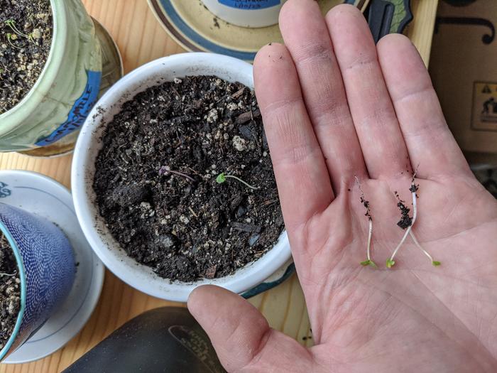 A recent indoor herb initiative yielded better germination than expected. Unfortunately, a few good sprouts have to be thinned. 