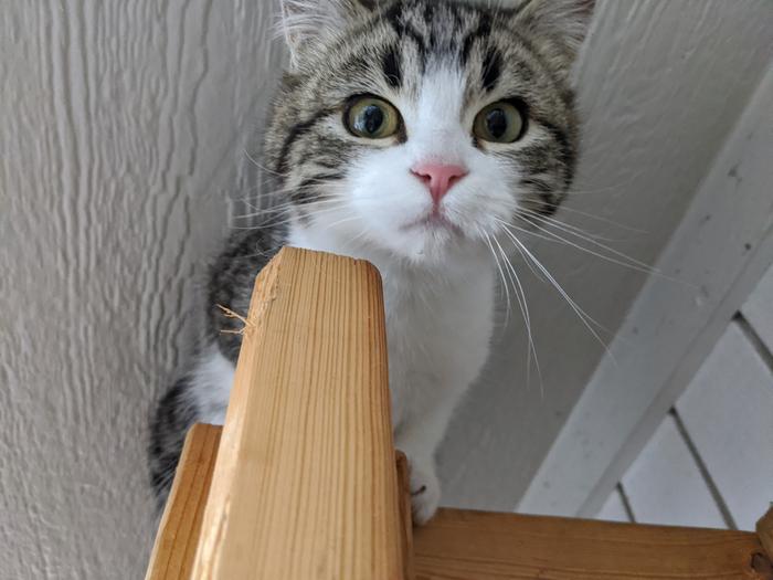 Midge the bug munch enjoying the view from her spot on top of the wood racks next to the library. 