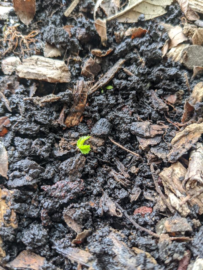 I was watering my elm bonsai and looked at the surrounding soil to find this clipping gone native. I've never seen that, way cool elm Jr. 