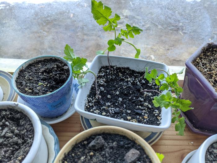 A few of the herbs hanging out in the solarium windows. These mustard greens are happy enough or tough enough - an experiment of sorts. 