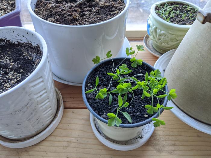 This parsley looks like it could be happier with more light, space and worm castings. 