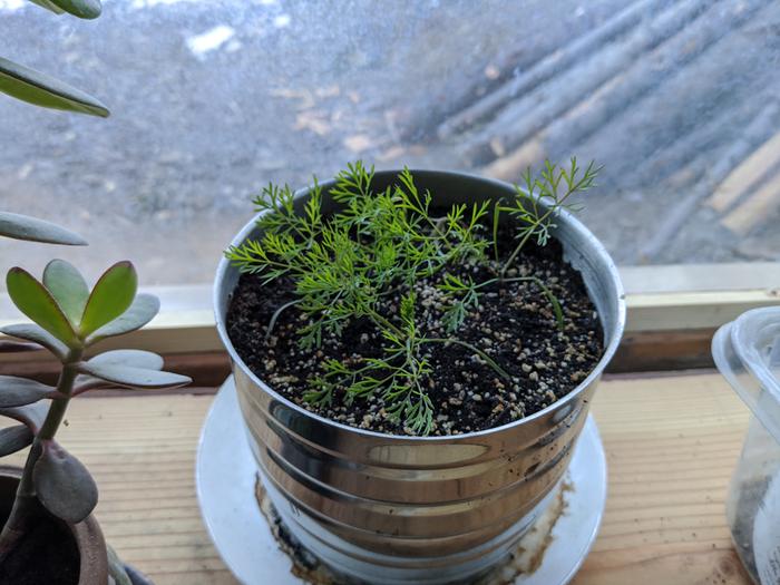 Dwarfed dill, it doesn't transplant well but it may have to be tried.