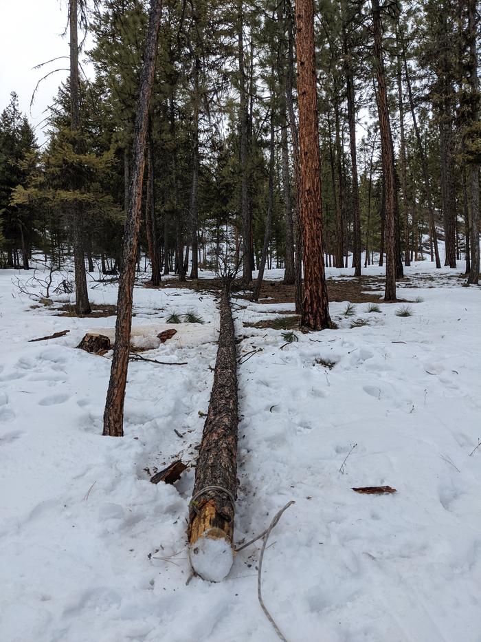 This good sized dead standing had fallen into the ponderosa and lock limbs. Some rope, coordinated effort and some good fun imo, was the trick. 