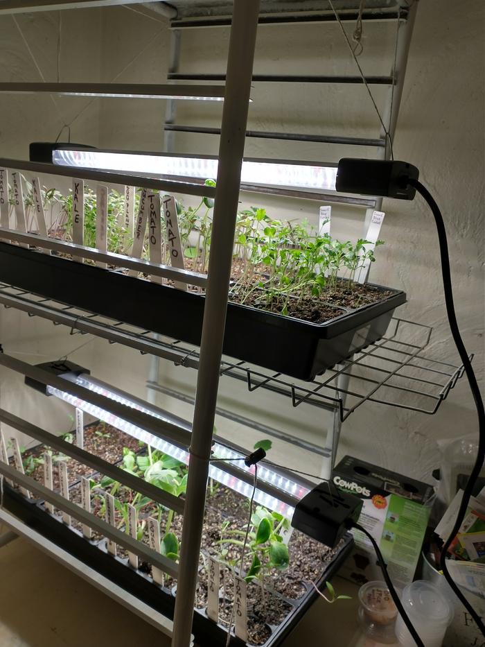 diy-seed-starting-shelves-growlight