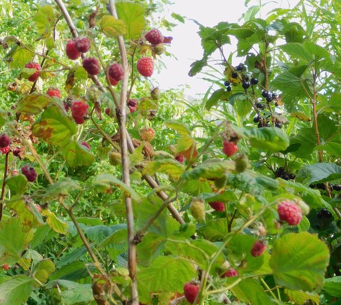 raspberry soft fruit harvest ripe red berries