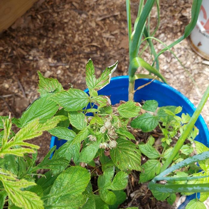 [Thumbnail for raspberries.jpg]