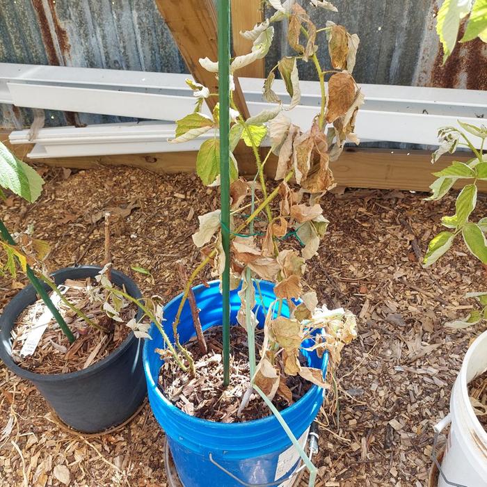 [Thumbnail for raspberries4.jpg]