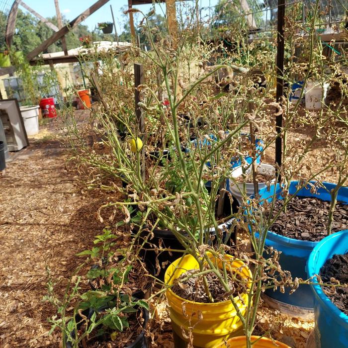 [Thumbnail for tomatoes8.jpg]