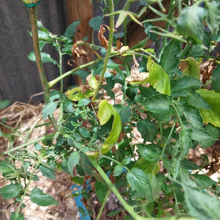 [Thumbnail for tomatoes2.jpg]