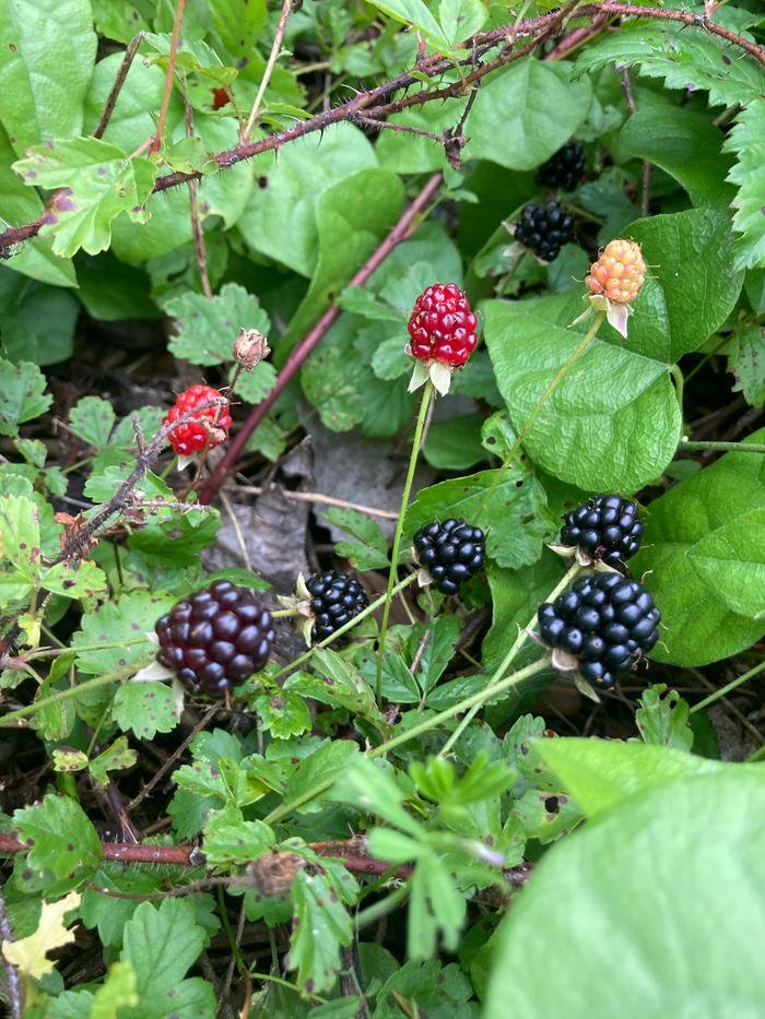 Wild dewberries (small trailing blackberries)