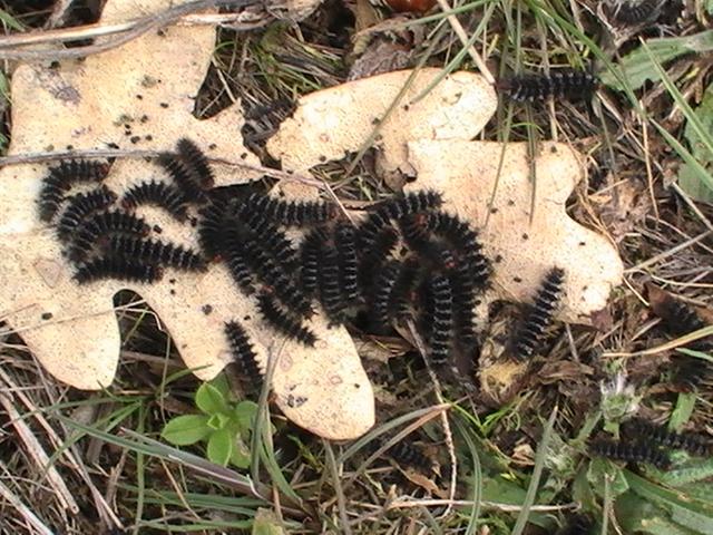 tent worm caterpillars?