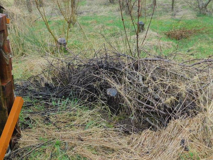 Coppiced-Alder-stump-no-regrowth