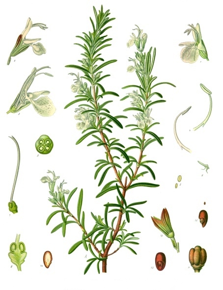 [Thumbnail for Rosmarinus_officinalis.jpg]