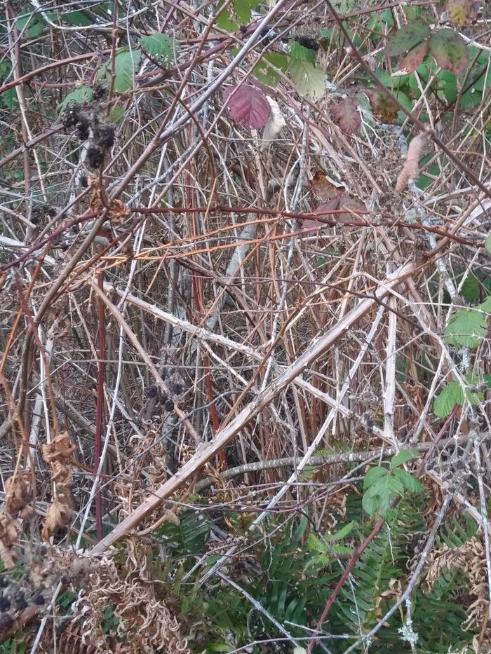 Here you can see how thick the old growth is within. This has been growing unchecked for about 5 years. 