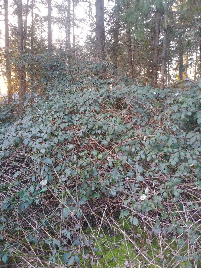 If you look closely, you can see the vines growing up the Douglas firs in the background. This section is two years growth. 