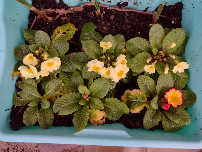 Pale yellow are Everlast and the others are Rhubarb and Custard