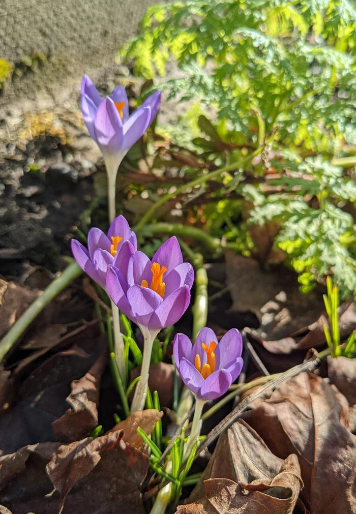 Crocuses