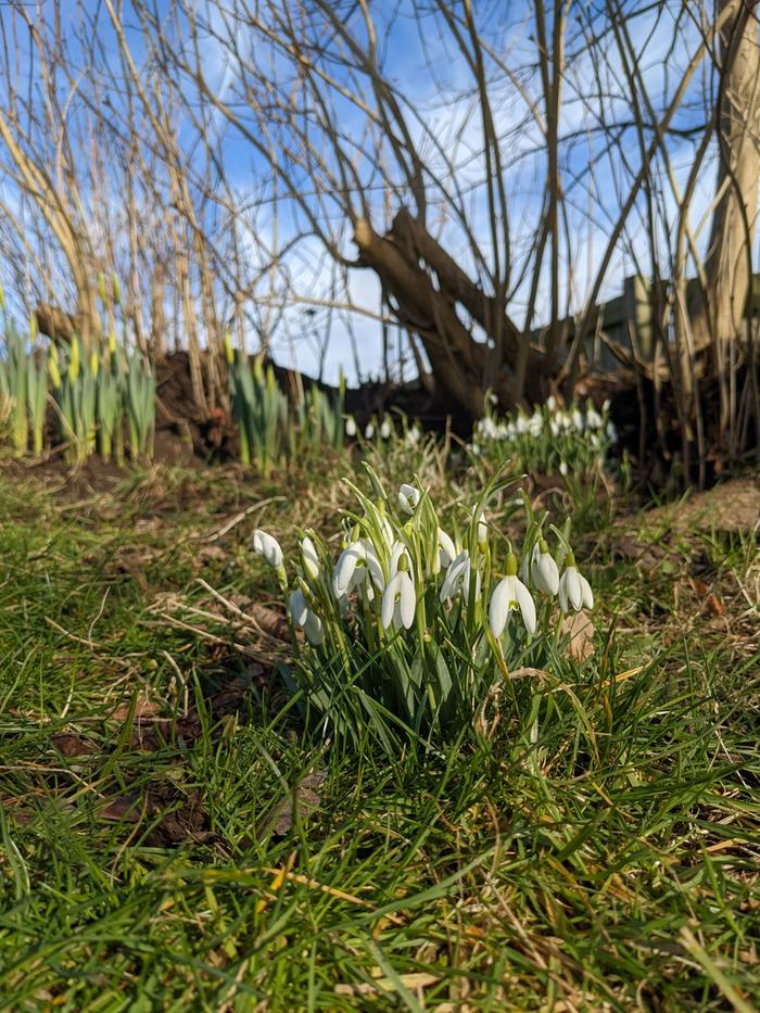 Snowdrops