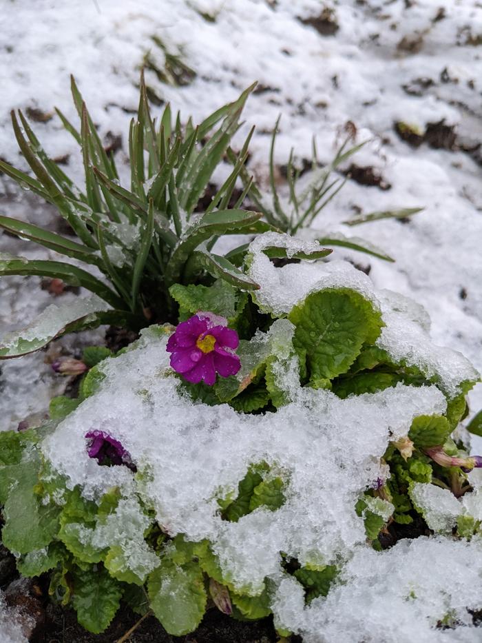 Primula Scotia