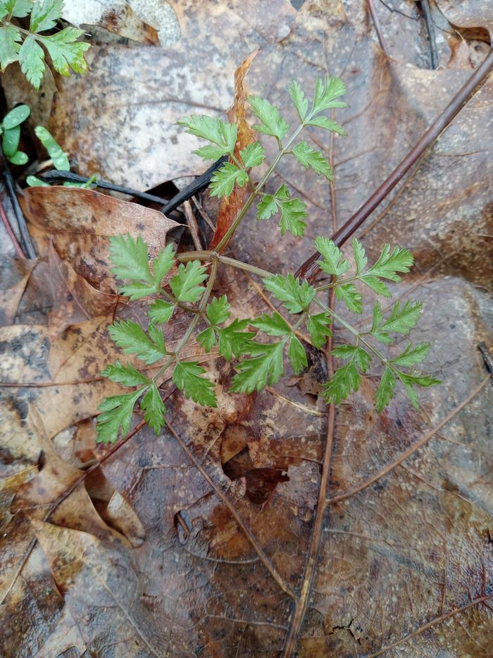 Bleeding heart or chervil