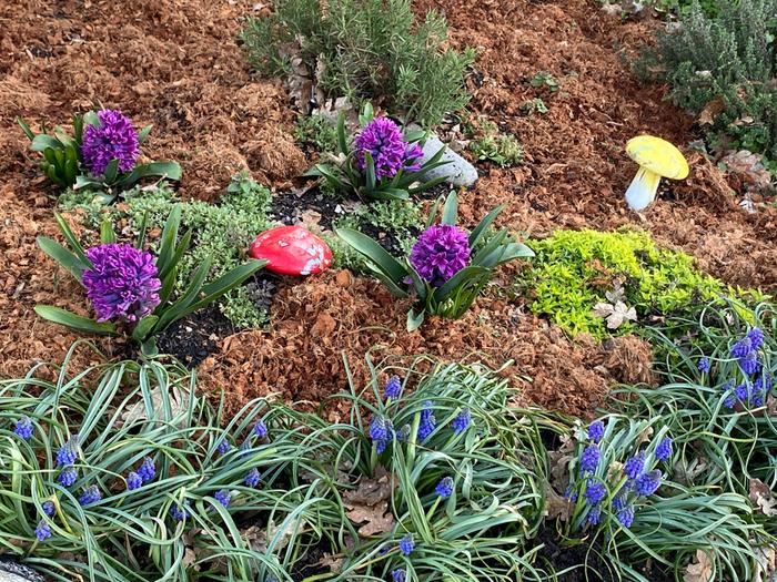 Grape Hyacinths and Hyacinths, along with some herbs.