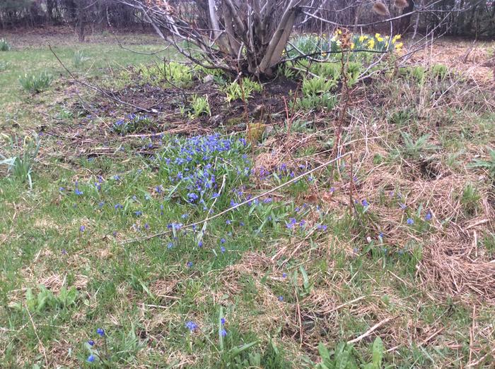 Around each tulip bulb there are narcisse planted to keep the bulbs safe