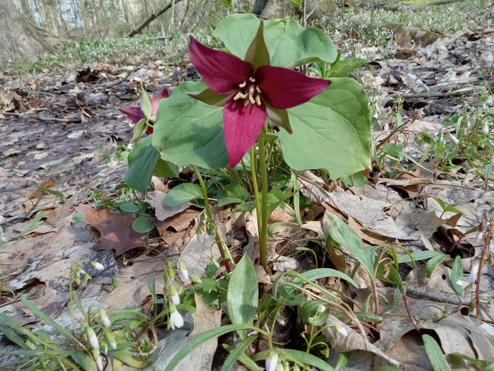 Red Trillium