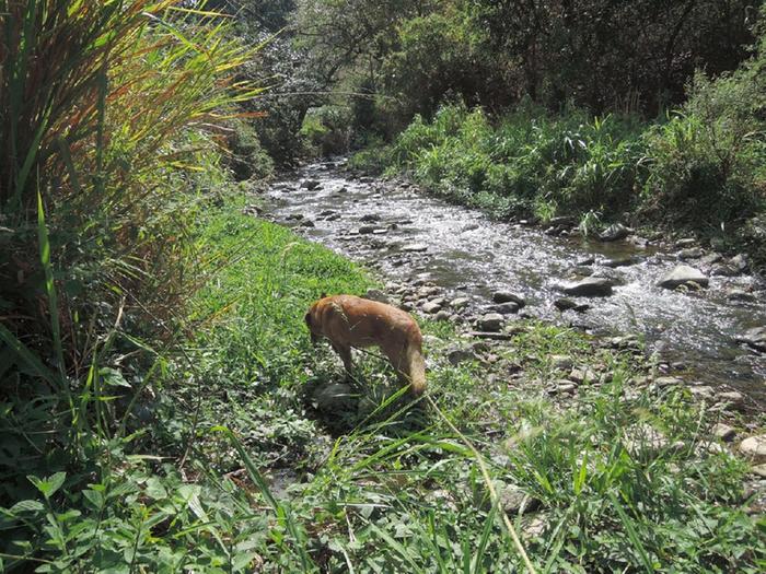 river - wet season