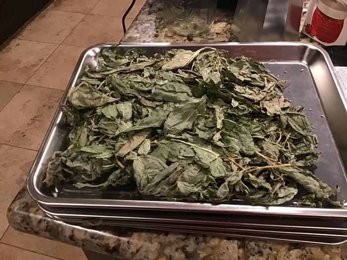 home freeze dried basil