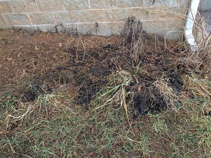 Comfrey patch, February 2022