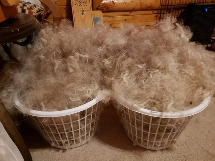 2 baskets of freshly 'picked' alpaca fiber, ready to card!