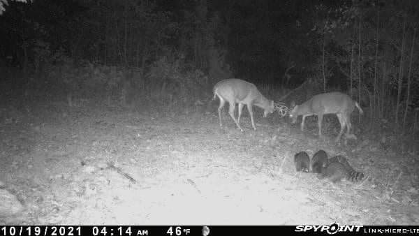 2 more bucks, "getting to know each other"