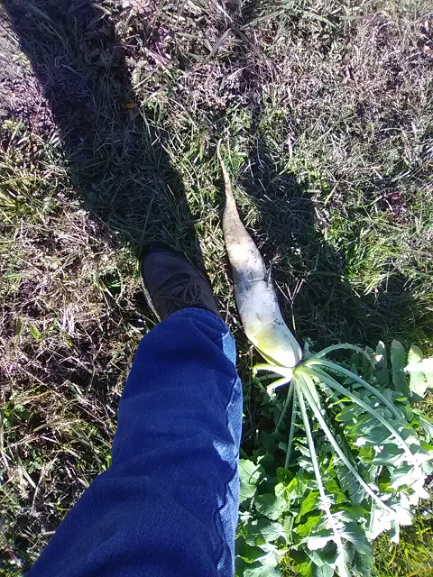 [Thumbnail for daikon-radish.jpg]