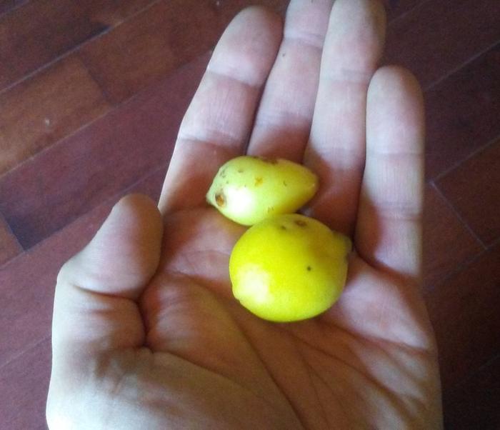 My first 2 mayapples ever (thank you permaculture!)