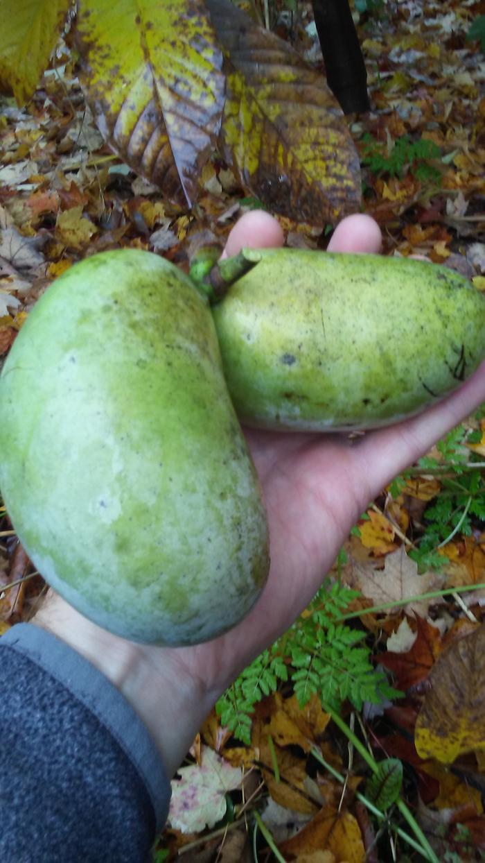 2 pawpaws over some edible understory stuff