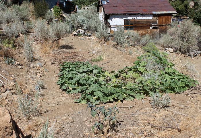 halfway to instant garden