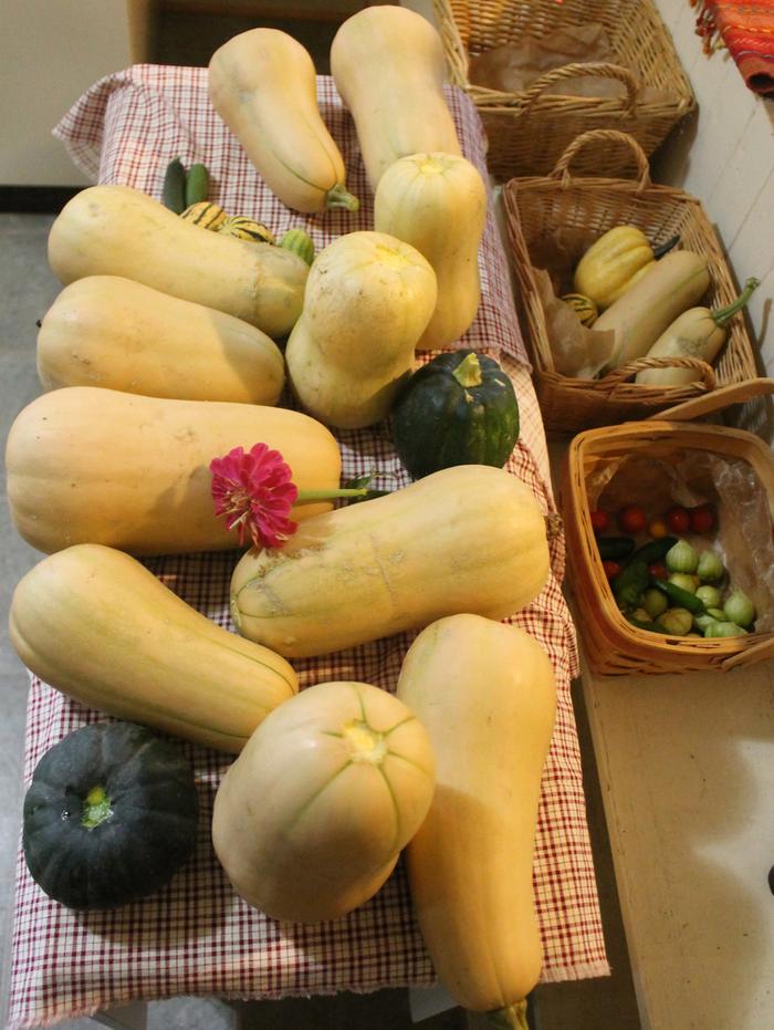 squash volunteers