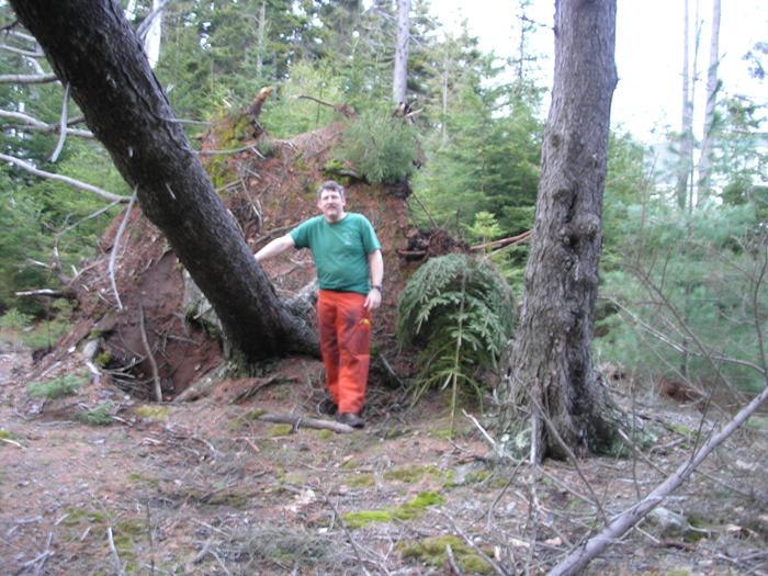 Typical tree loss