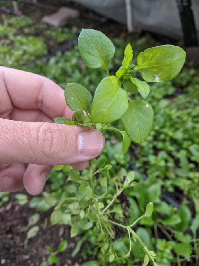 chickweed-stellaria-media-detail