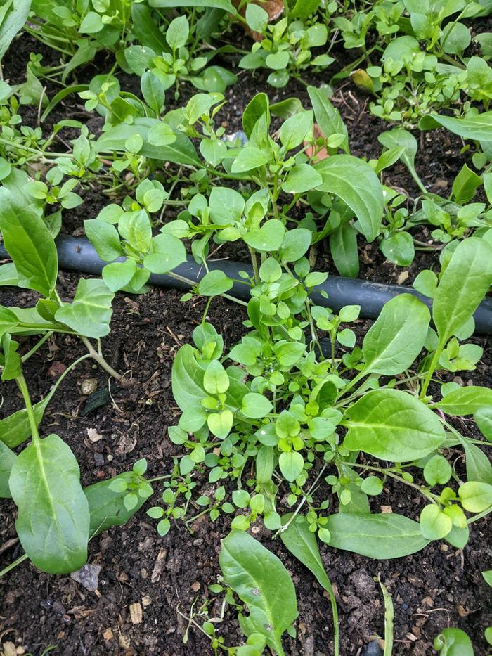 chickweed-weed-in-spinahc-patch-stellaria-media