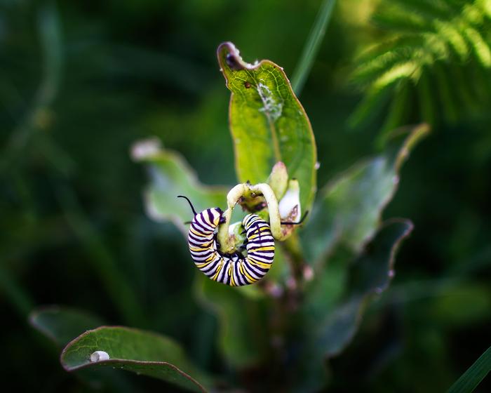 [Thumbnail for monarch.jpg]