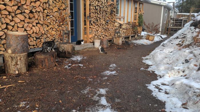 Qats! Okay, that's a stretch, but the house cats are pretty darn QT!