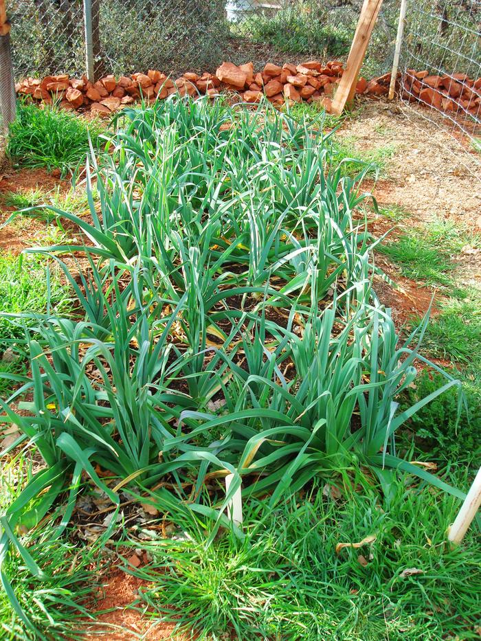 Happy leeks this morning