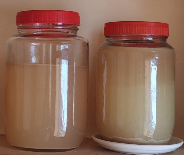 Larger jar is strained and almost ready. Smaller jar is newer. No mother in either.