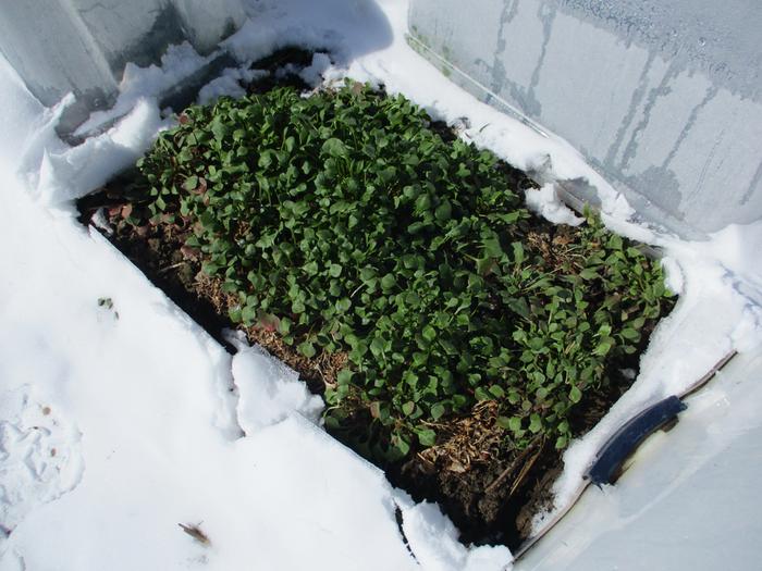 I find Miner's Lettuce the easiest thing to grow even in clay soil. Loves water, weeding and being ignored until time to cut and recut. Use shade cloth in summer's heat. Have a few stragglers that have survived out in the snow, uncovered, all winter.