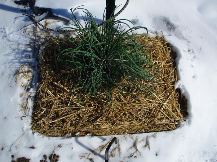 Just a little bit of protection through winter gives me beautiful perennial chives. In the summer heat, I'll give it some shade cover as well.