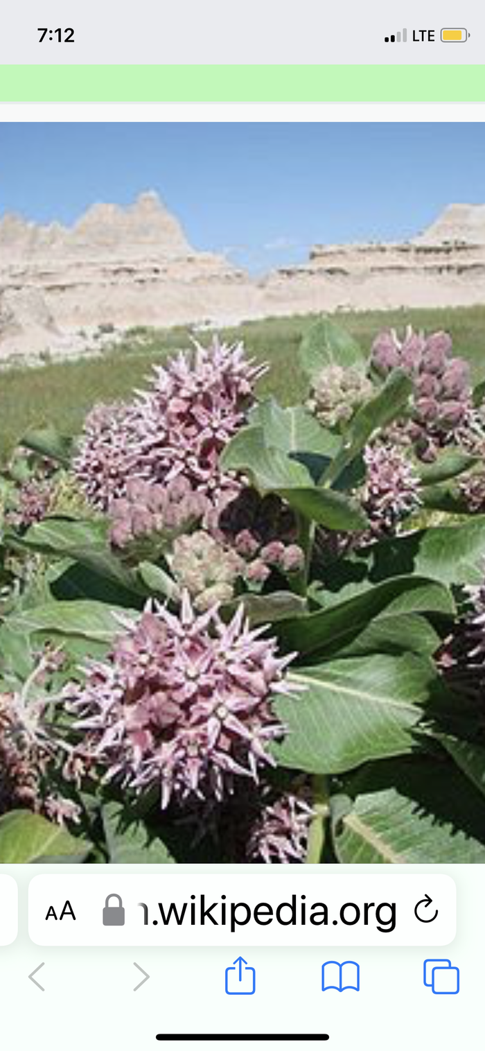 showy milkweed